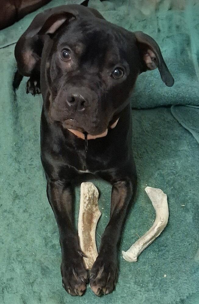 Cocoa Puffs (26-072 D, a Adoptable mixed breed in Lansing, MI image 3/5
