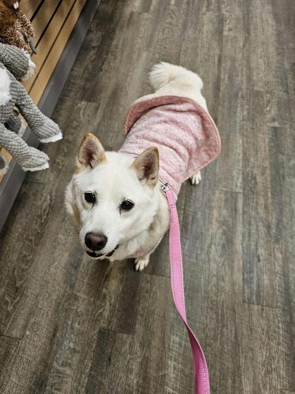 Gardenia, Adoptable, Adult Female Shiba Inu.
