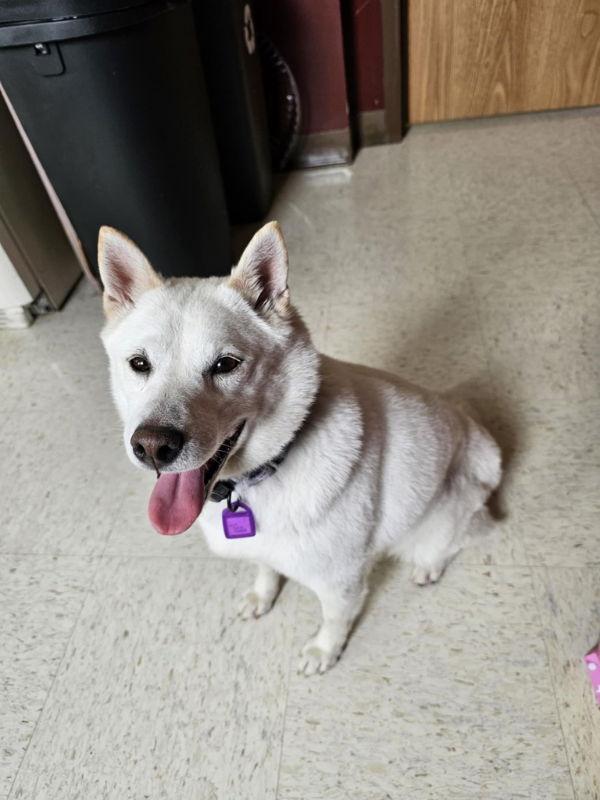 Gardenia, a Adoptable Shiba Inu in Mukwonago, WI image 2/3