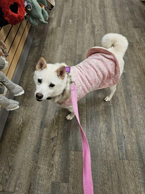 Gardenia, a Adoptable Shiba Inu in Mukwonago, WI image 3/3