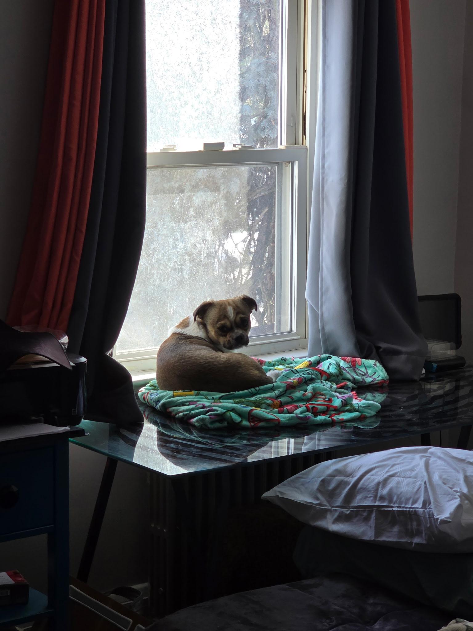 Enlarge Randy, a ADOPTABLE mixed breed in Rocky Point, NY image 4/5