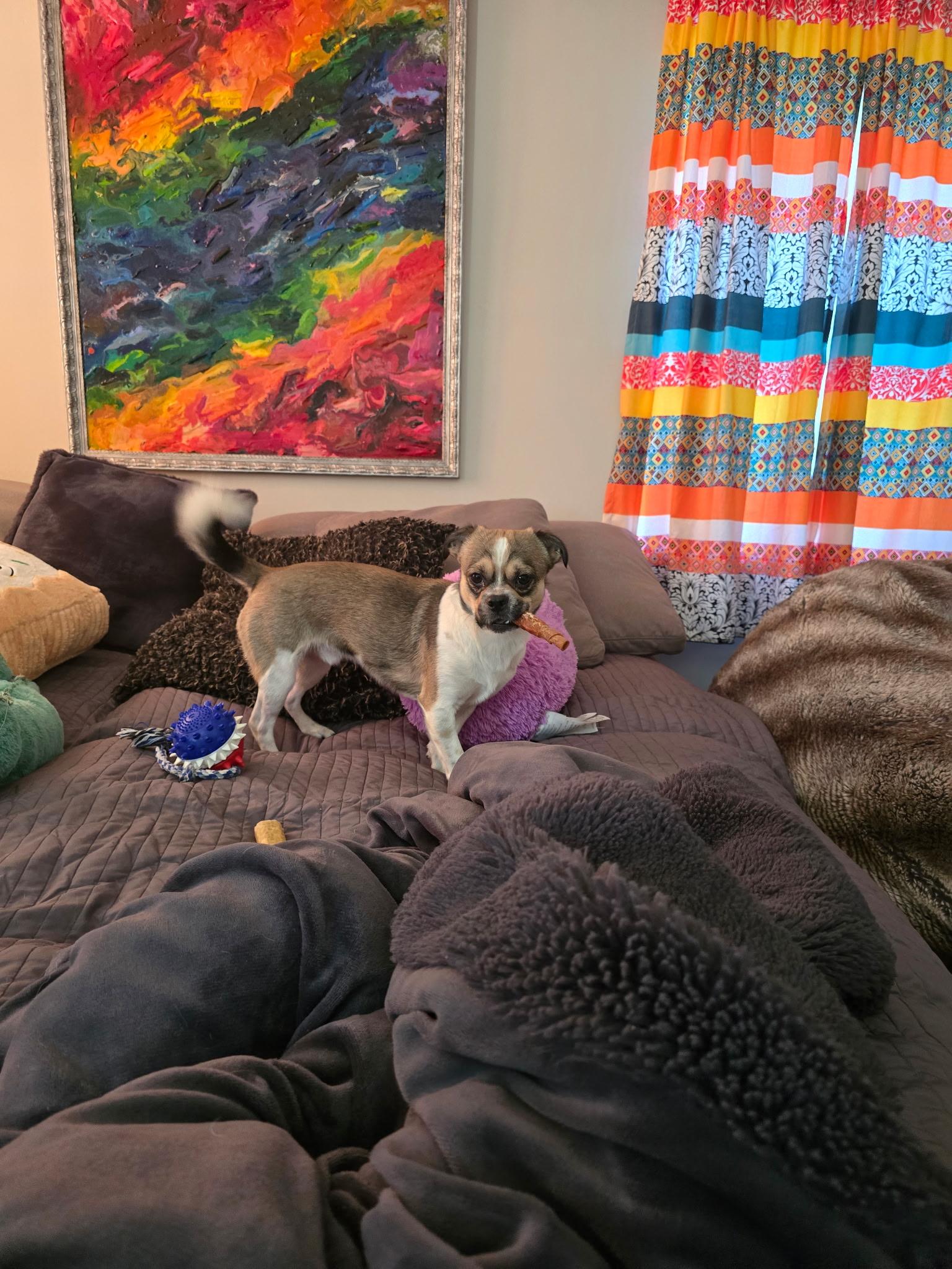 Enlarge Randy, a ADOPTABLE mixed breed in Rocky Point, NY image 3/5