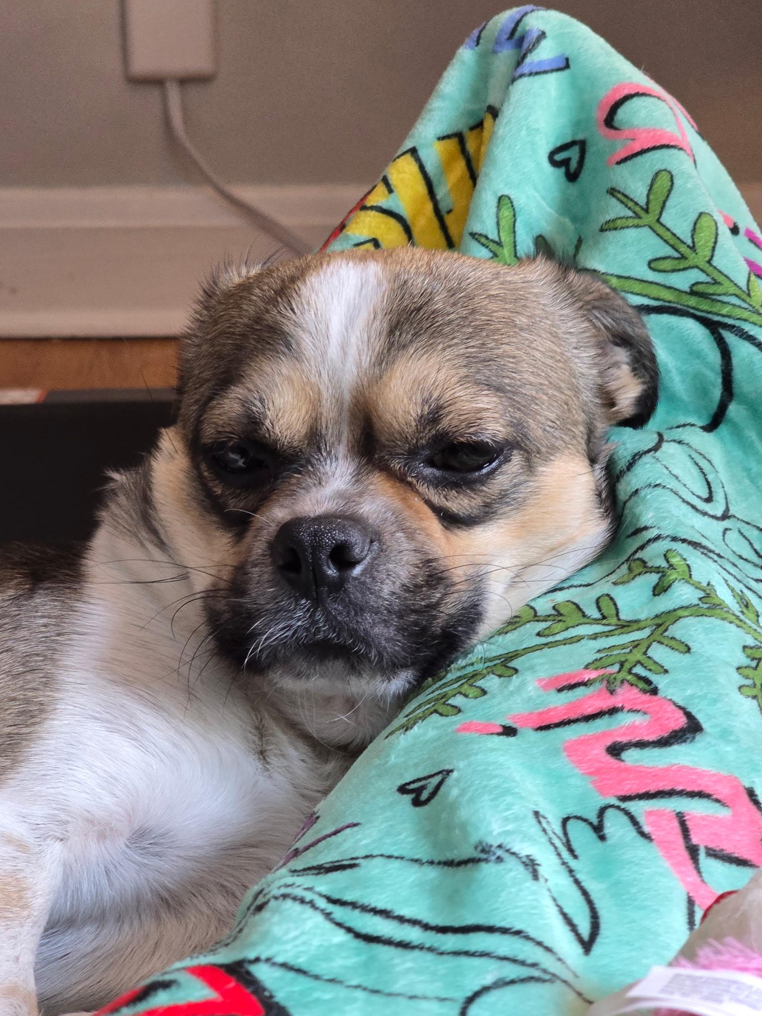 Enlarge Randy, a ADOPTABLE mixed breed in Rocky Point, NY image 1/5