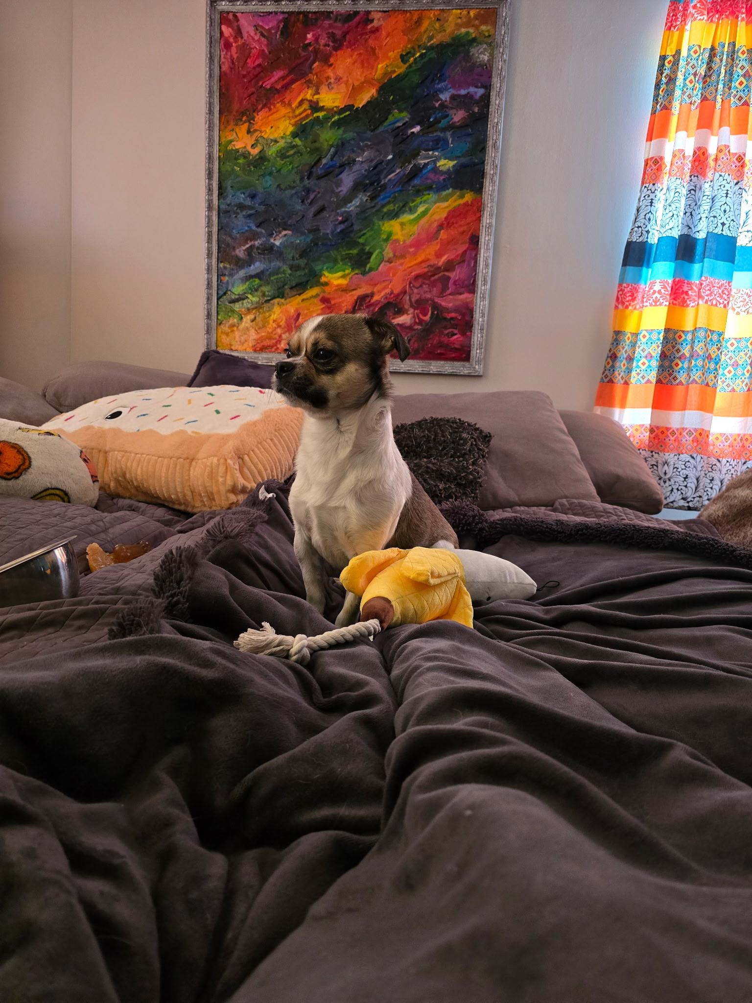 Enlarge Randy, a ADOPTABLE mixed breed in Rocky Point, NY image 5/5