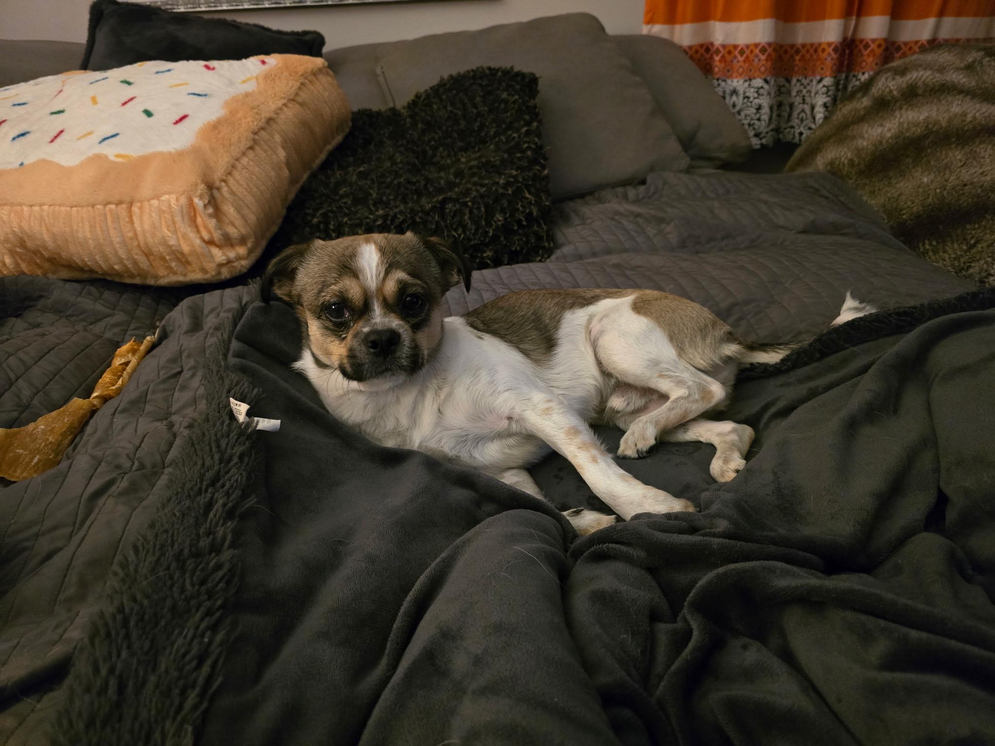 Enlarge Randy, a ADOPTABLE mixed breed in Rocky Point, NY image 2/5