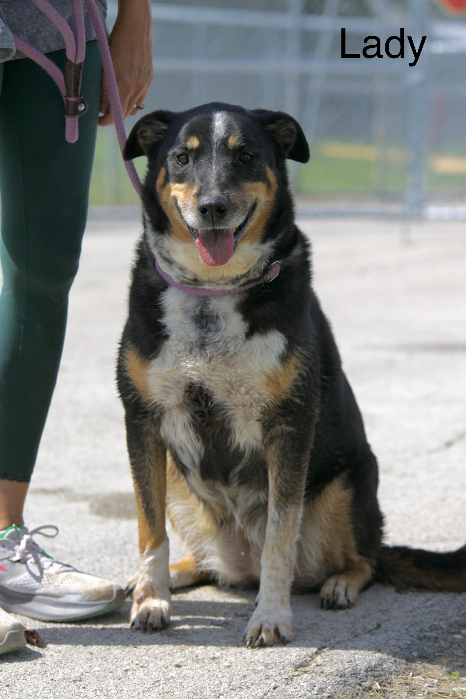 Lady, Adoptable, Adult Female Bernese Mountain Dog & German Shepherd Dog.