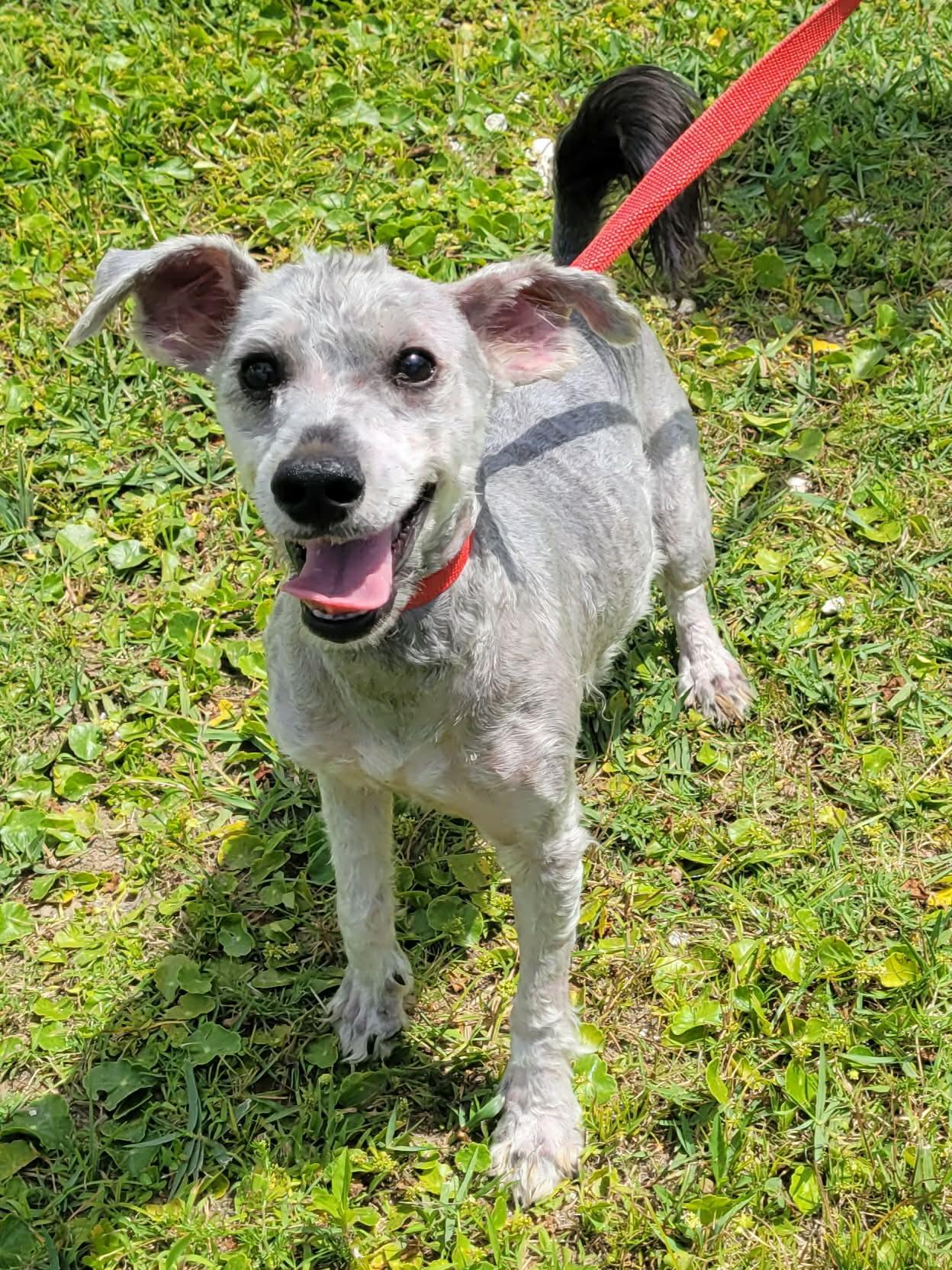 Enlarge Banks, a ADOPTABLE mixed breed in LaPlace, LA image 3/4