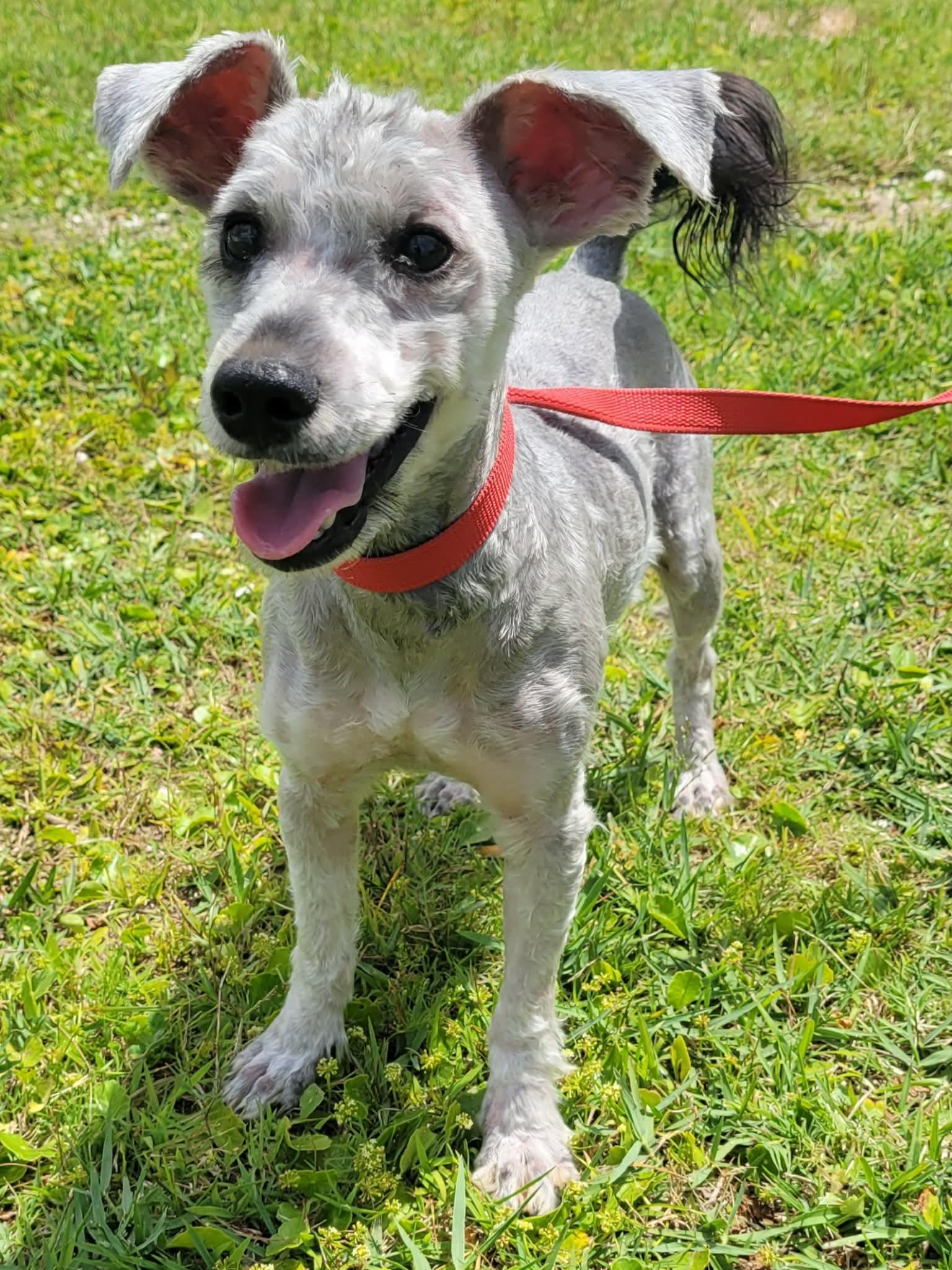 Enlarge Banks, a ADOPTABLE mixed breed in LaPlace, LA image 2/4
