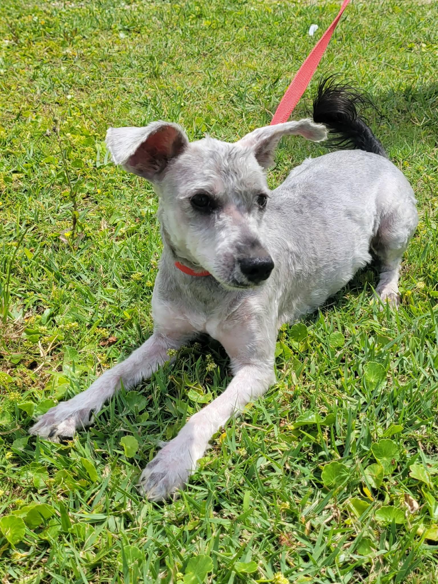 Enlarge Banks, a ADOPTABLE mixed breed in LaPlace, LA image 1/4