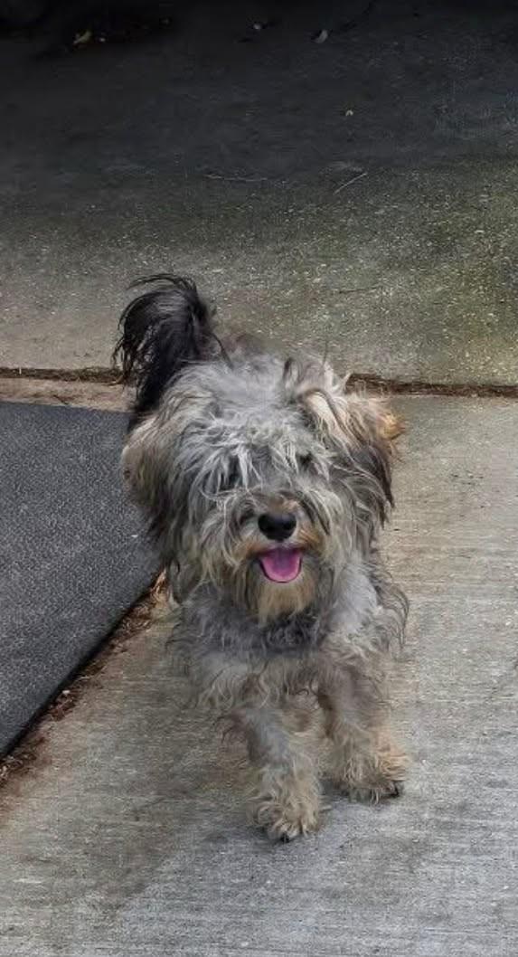 Enlarge Banks, a ADOPTABLE mixed breed in LaPlace, LA image 4/4
