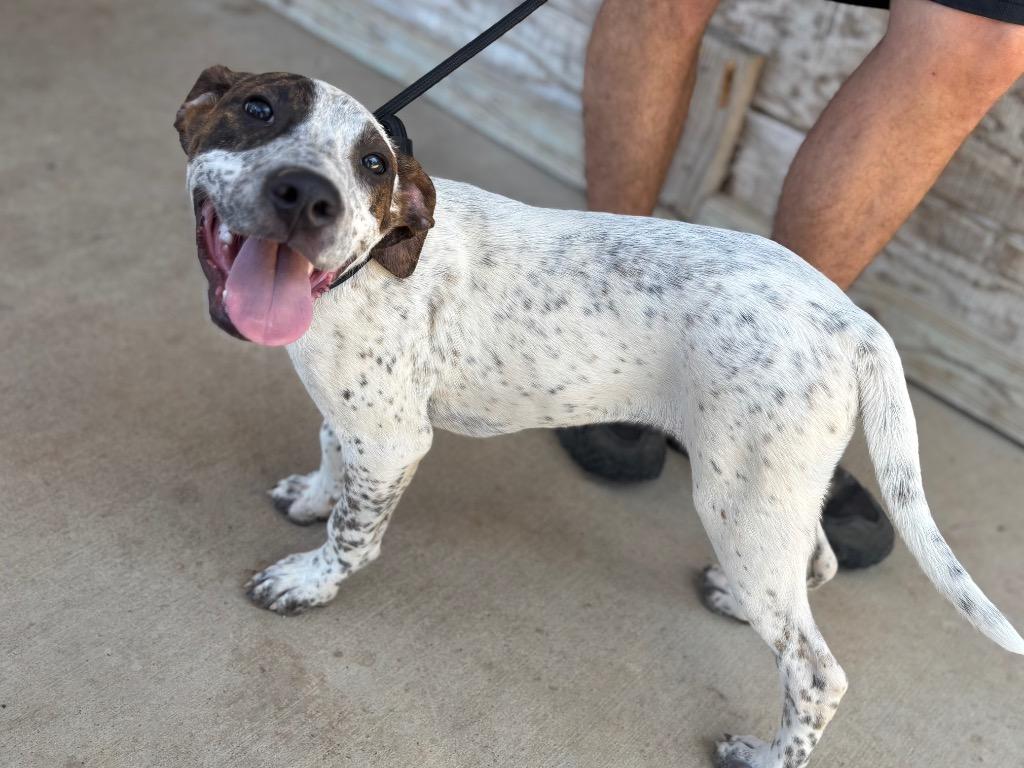 Speck, Adoptable, Puppy Male Pointer.