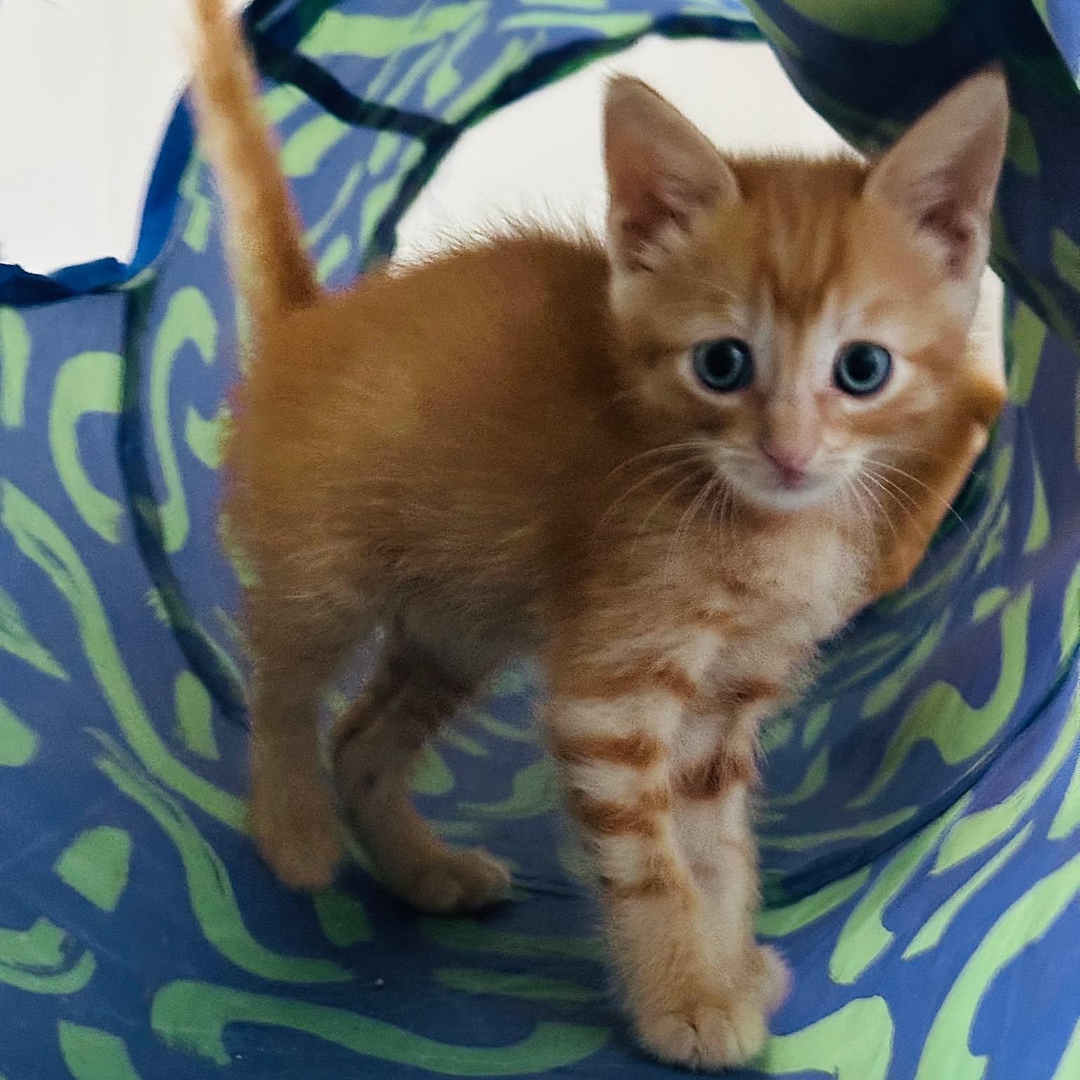 Churro, ADOPTABLE, Kitten Female Domestic Short Hair.