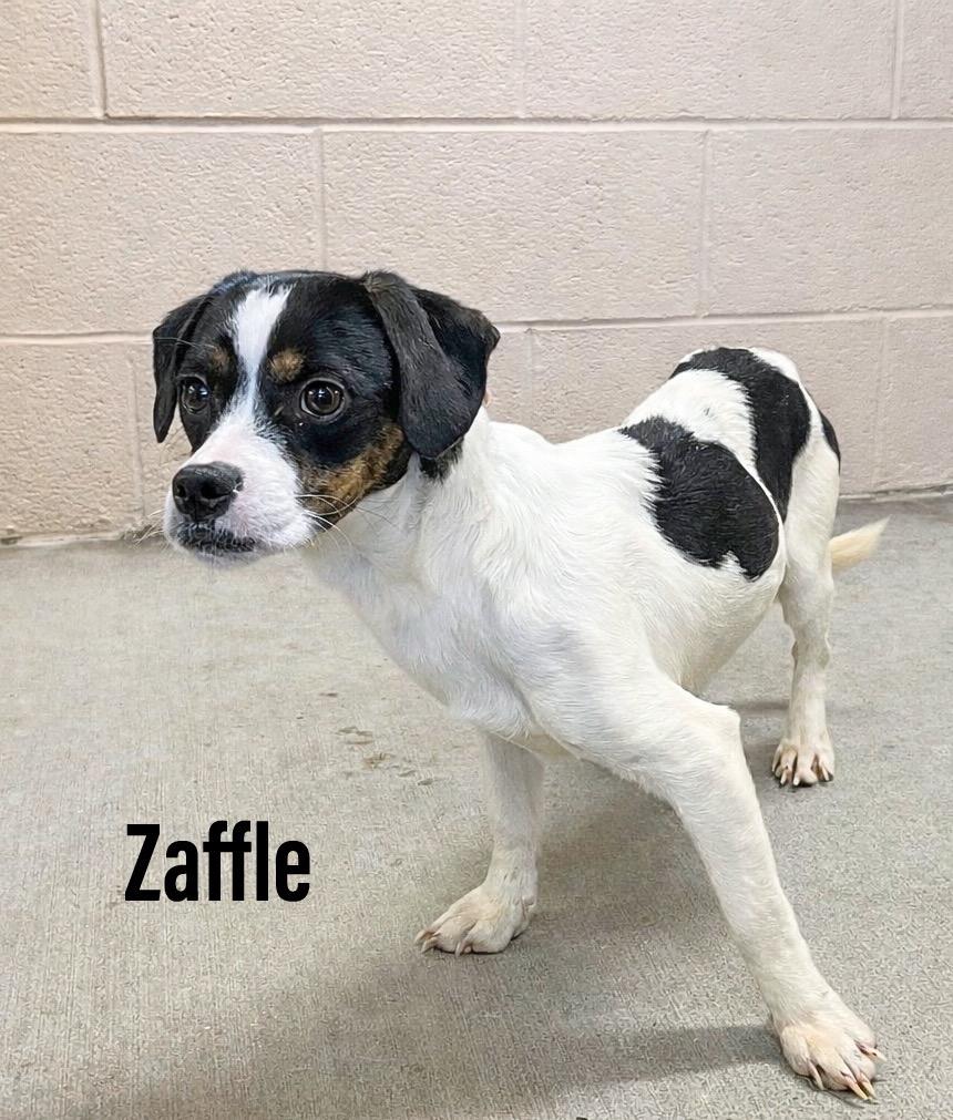 Enlarge Zaffle, a Adoptable mixed breed in Clearfield, KY image 1/1