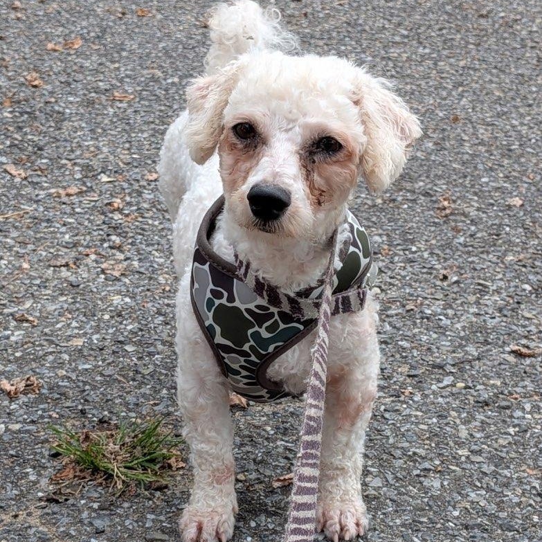Lacey, a Adopted Bichon Frise in Freehold, NJ image 1/3