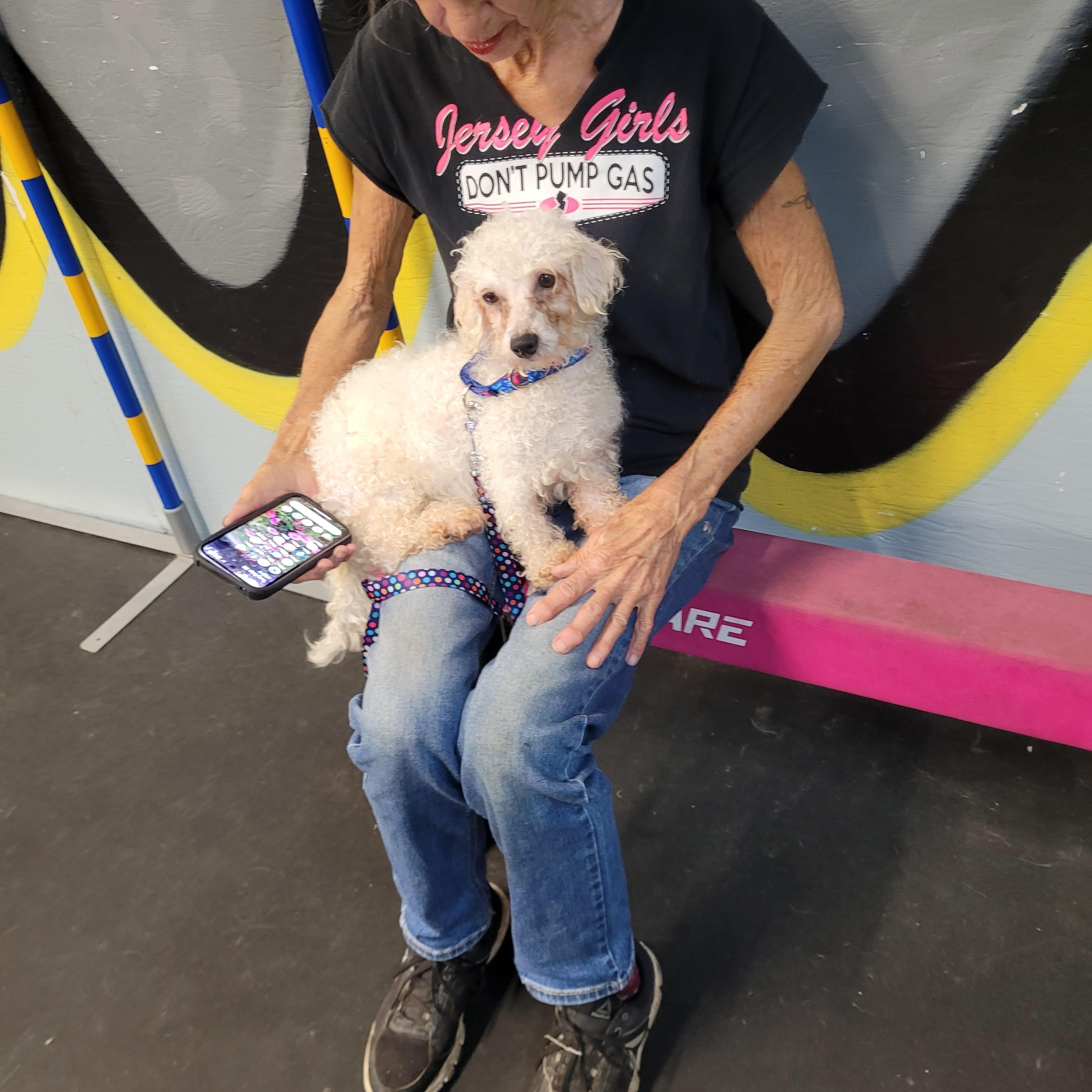 Lacey, a Adopted Bichon Frise in Freehold, NJ image 2/3