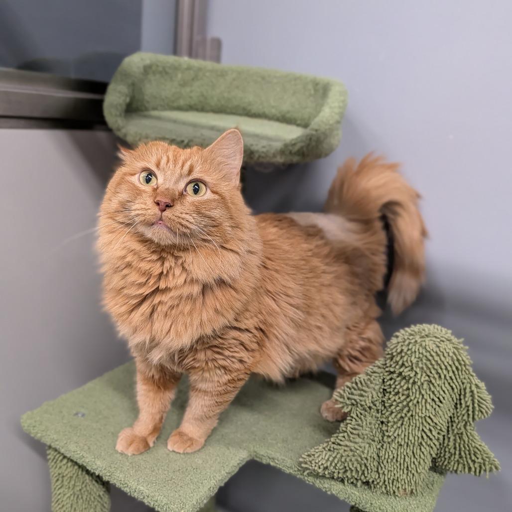 Leah, adoptable, Adult Female Domestic Medium Hair.