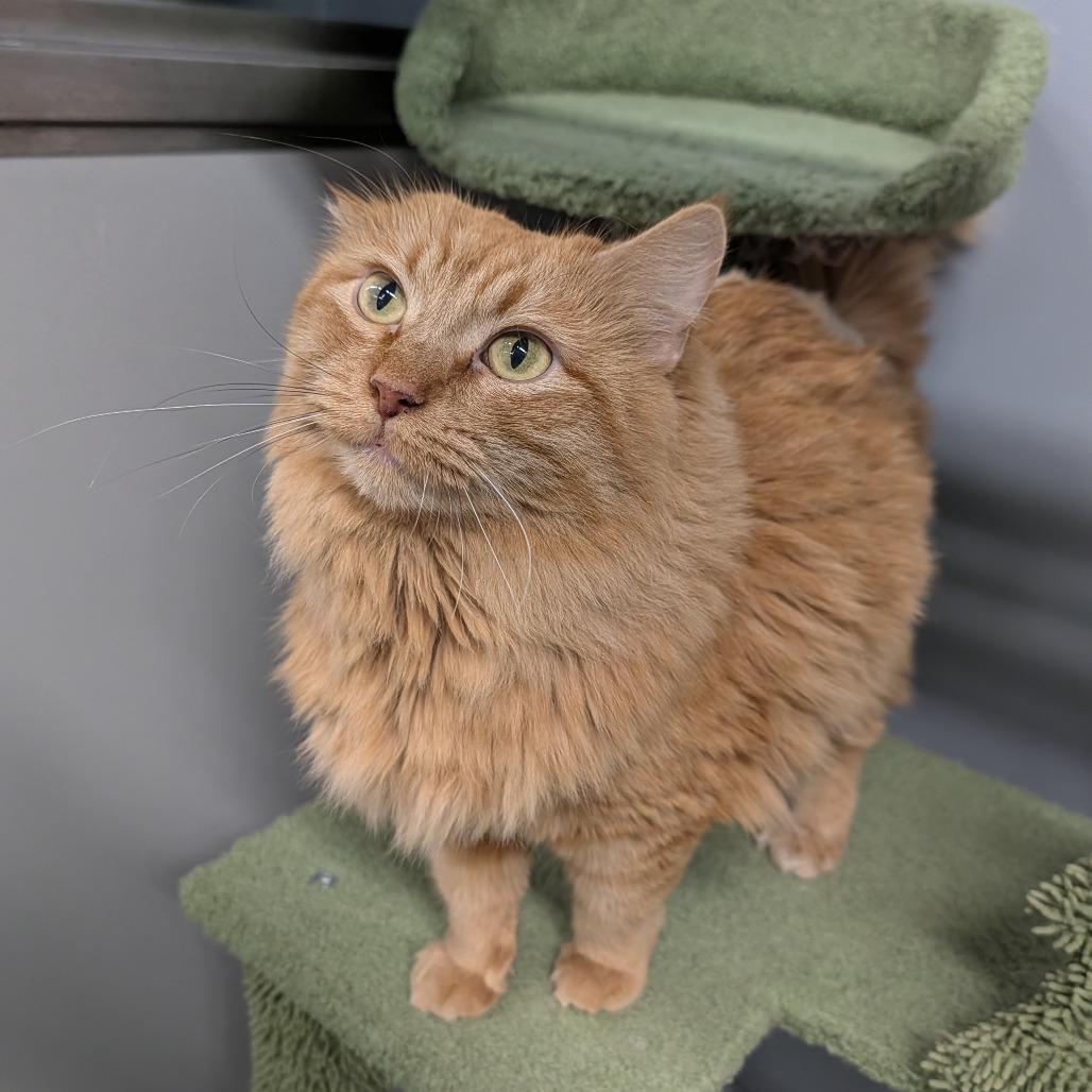 Enlarge Leah, an adoptable Domestic Medium Hair in Cape Girardeau, MO image 2/2