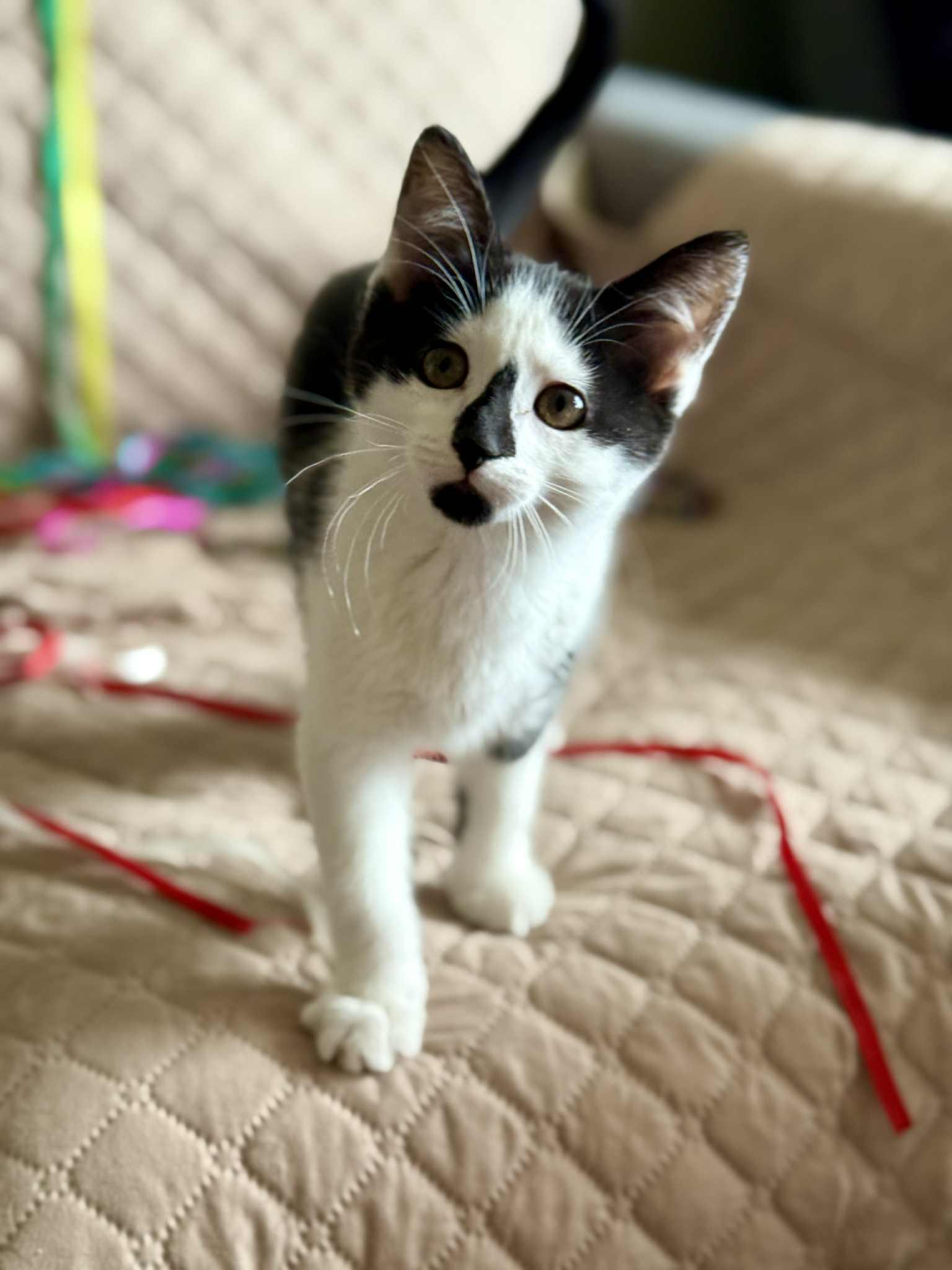 Nyss, adopted, Kitten Female Tuxedo.