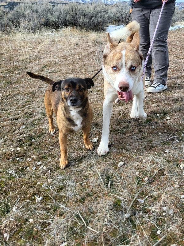 Enlarge Copper 45216, a Adoptable mixed breed in Pocatello, ID image 3/6