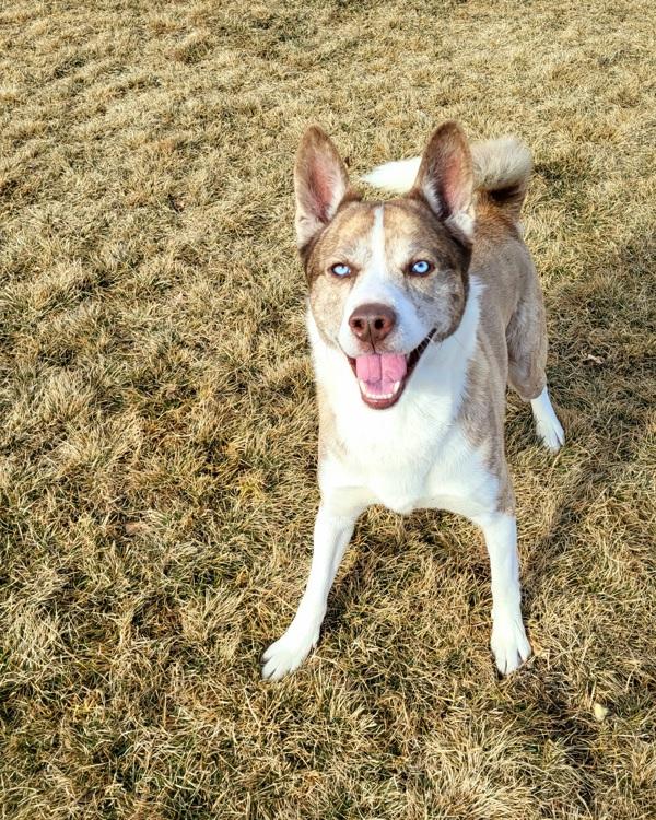 Enlarge Copper 45216, a Adoptable mixed breed in Pocatello, ID image 4/6