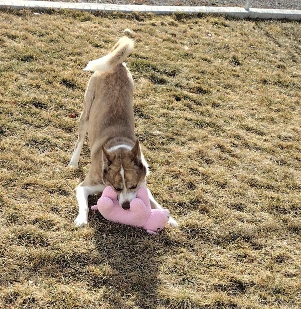Enlarge Copper 45216, a Adoptable mixed breed in Pocatello, ID image 5/6