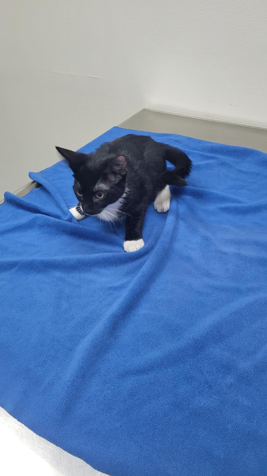 Enlarge 715 - Bowie, an adopted Domestic Short Hair in Sunset Hills, MO image 6/6
