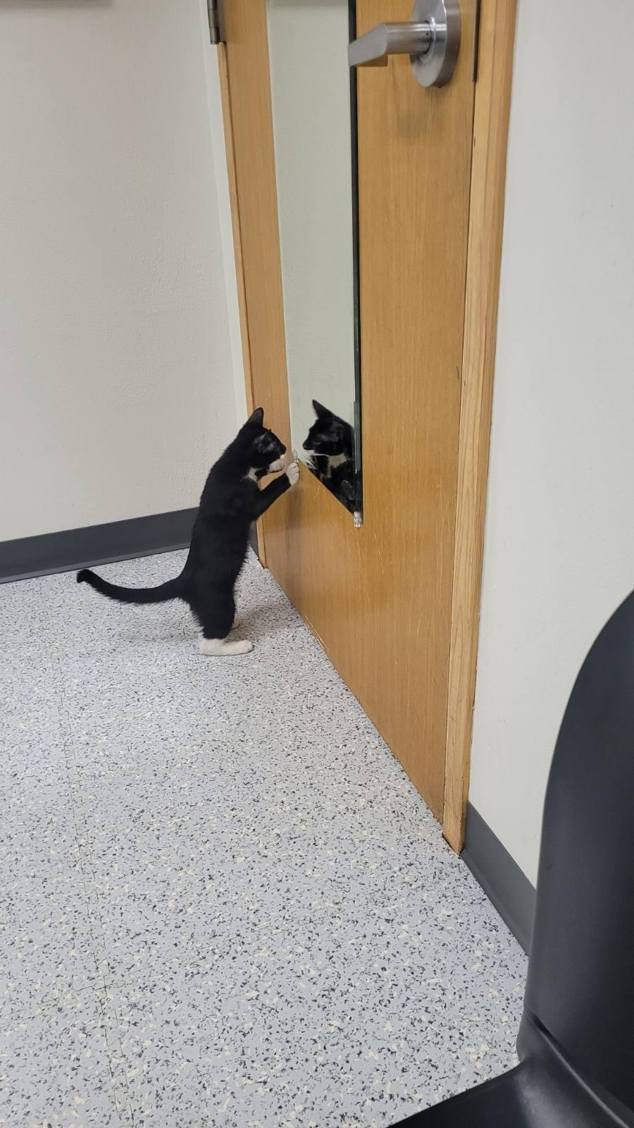 715 - Bowie, adopted, Young Male Domestic Short Hair.