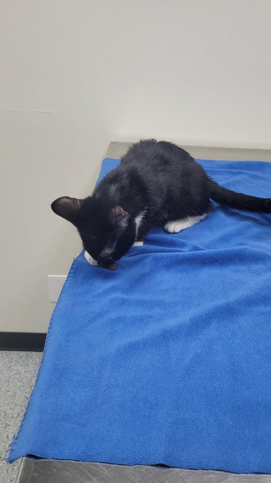 Enlarge 715 - Bowie, an adopted Domestic Short Hair in Sunset Hills, MO image 5/6
