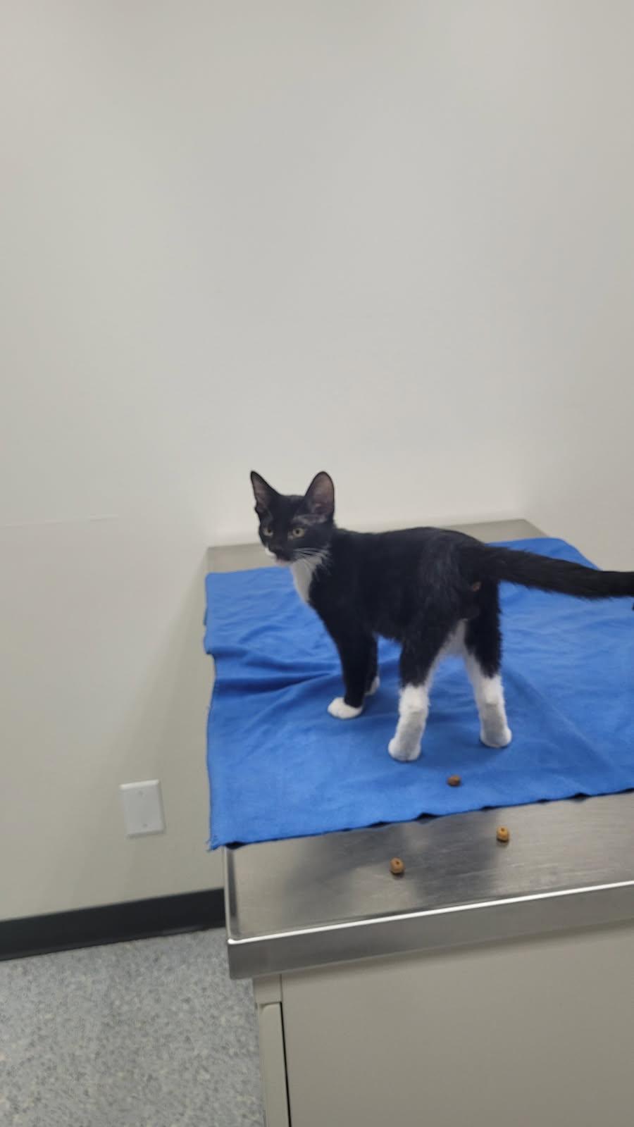 Enlarge 715 - Bowie, an adopted Domestic Short Hair in Sunset Hills, MO image 3/6