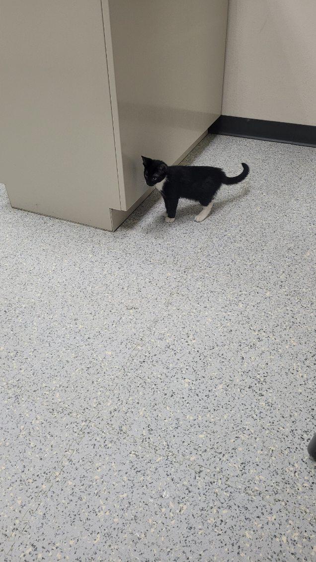 Enlarge 715 - Bowie, an adopted Domestic Short Hair in Sunset Hills, MO image 4/6