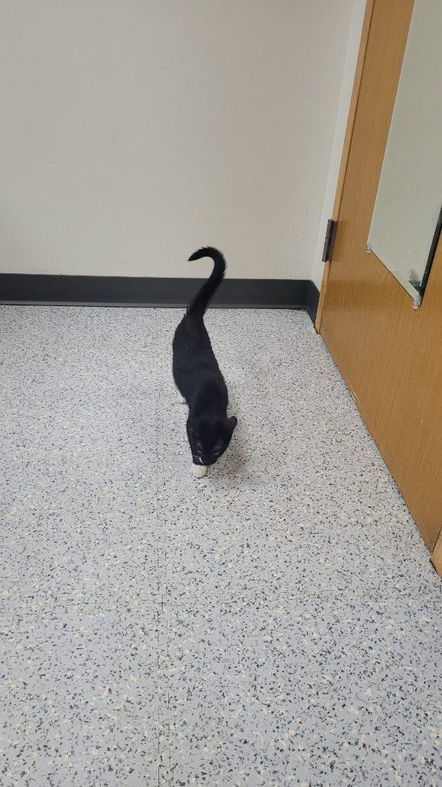 Enlarge 715 - Bowie, an adopted Domestic Short Hair in Sunset Hills, MO image 2/6