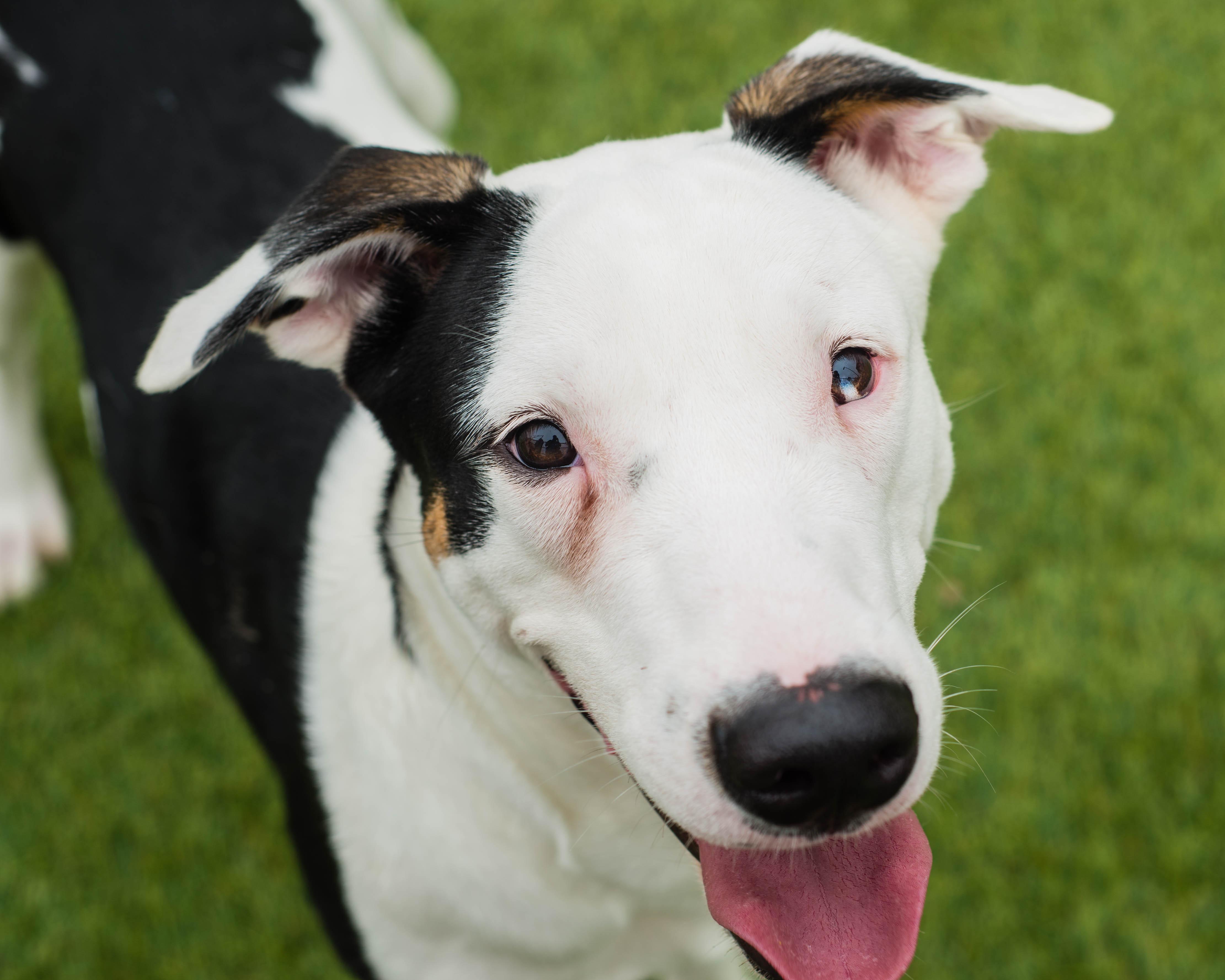 Tidus, ADOPTABLE, Adult Male American Staffordshire Terrier & Smooth Collie.