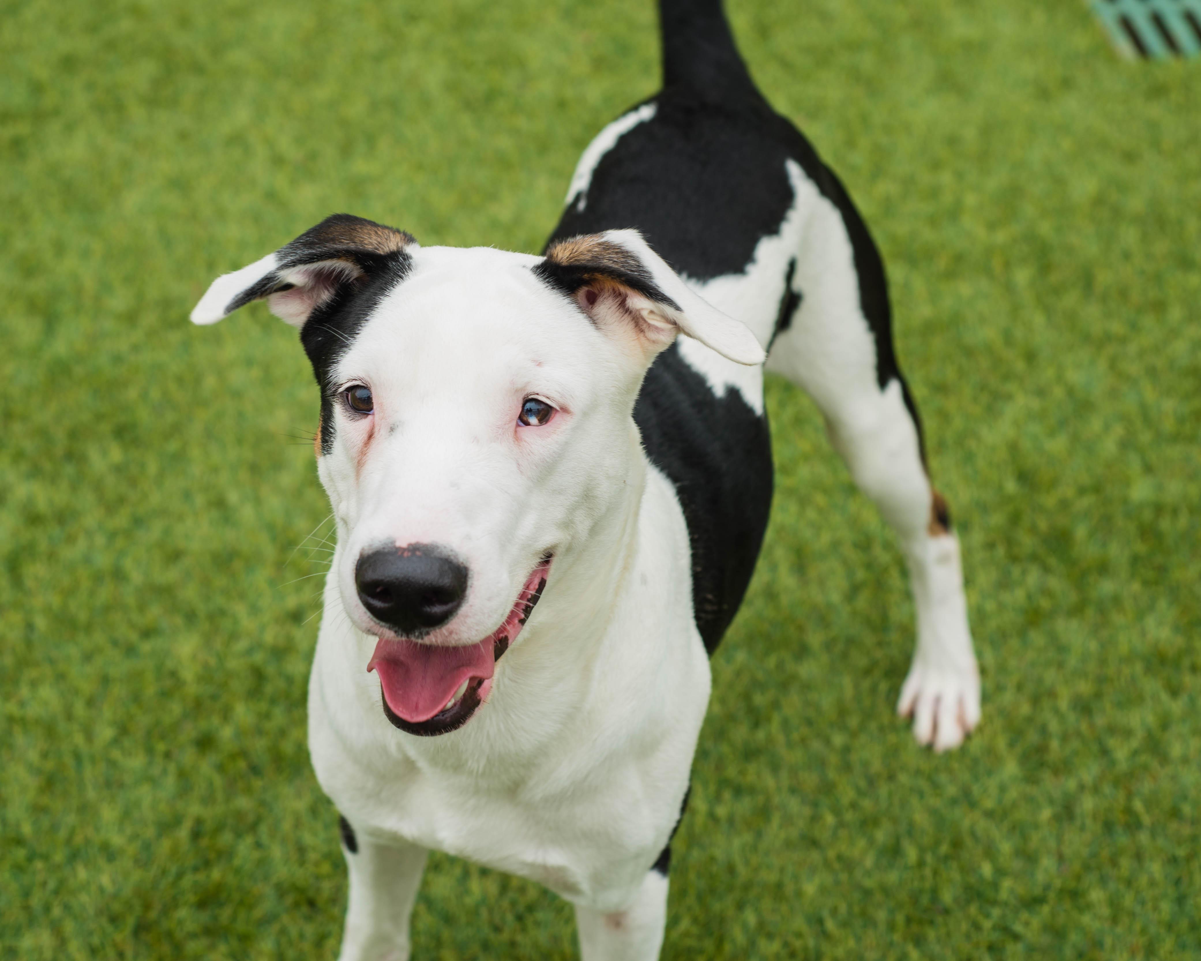 Enlarge Tidus, a ADOPTABLE mixed breed in Mont Belvieu, TX image 2/3