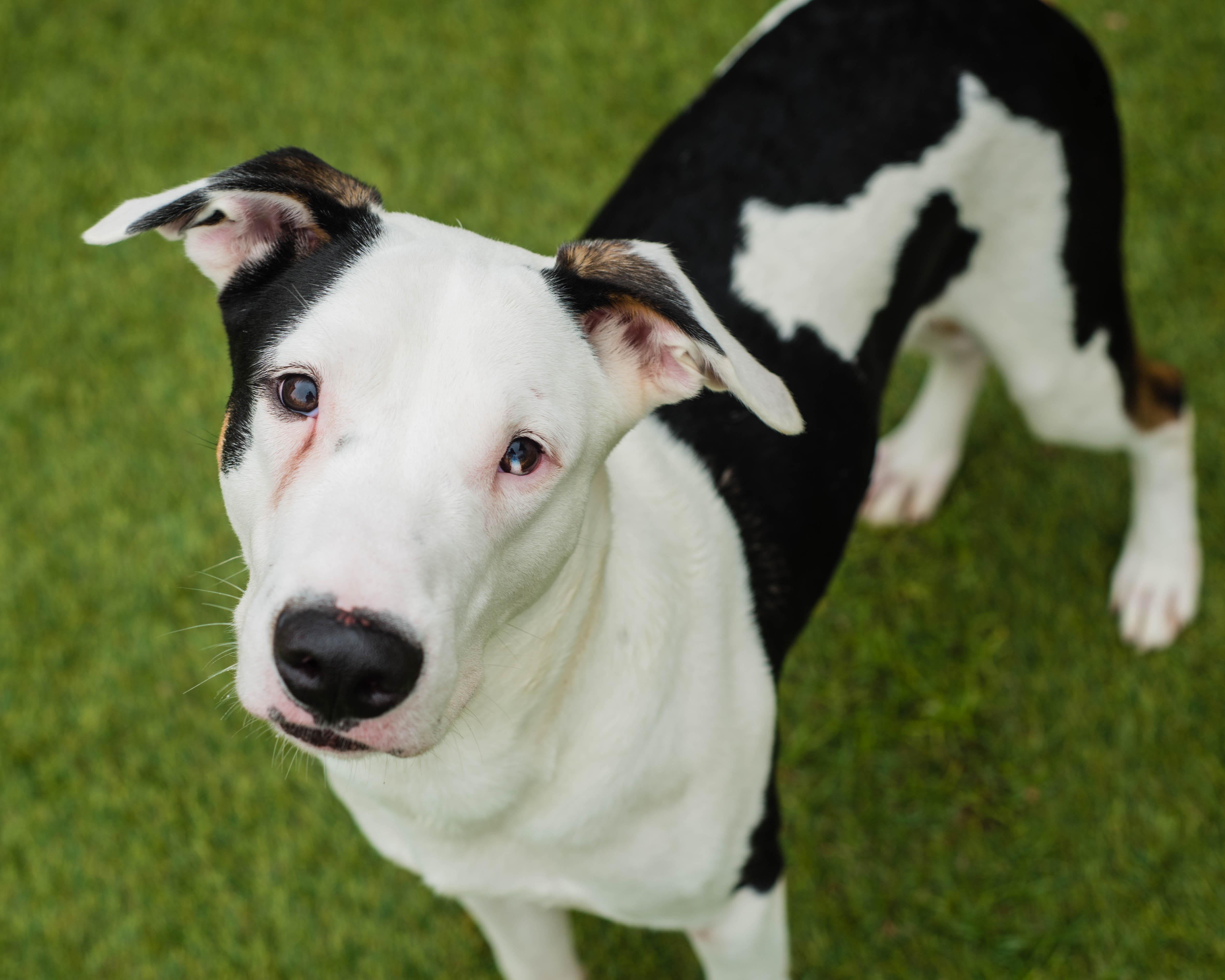 Enlarge Tidus, a ADOPTABLE mixed breed in Mont Belvieu, TX image 3/3