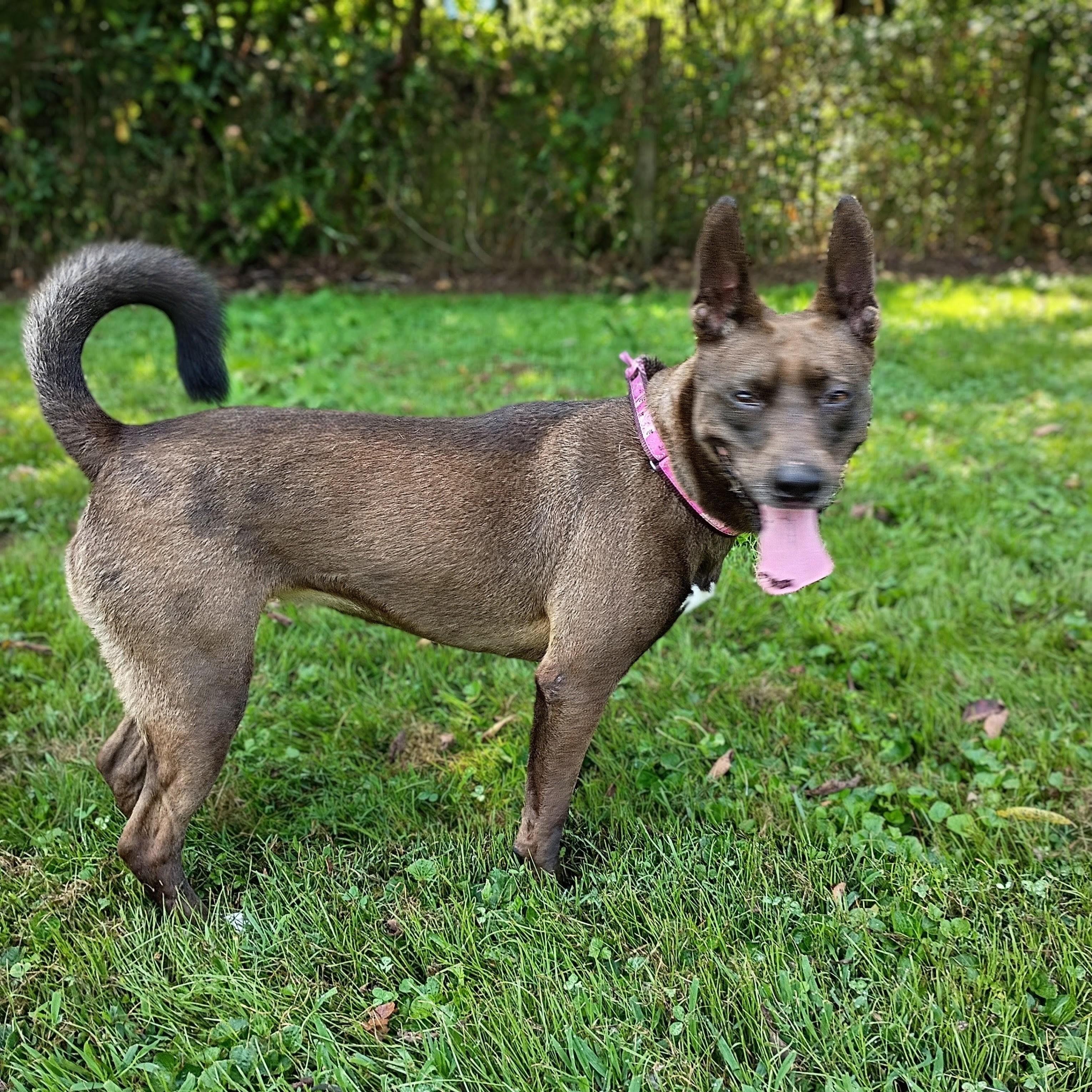 Enlarge Holly, a Adoptable mixed breed in Maynardville, TN image 2/2