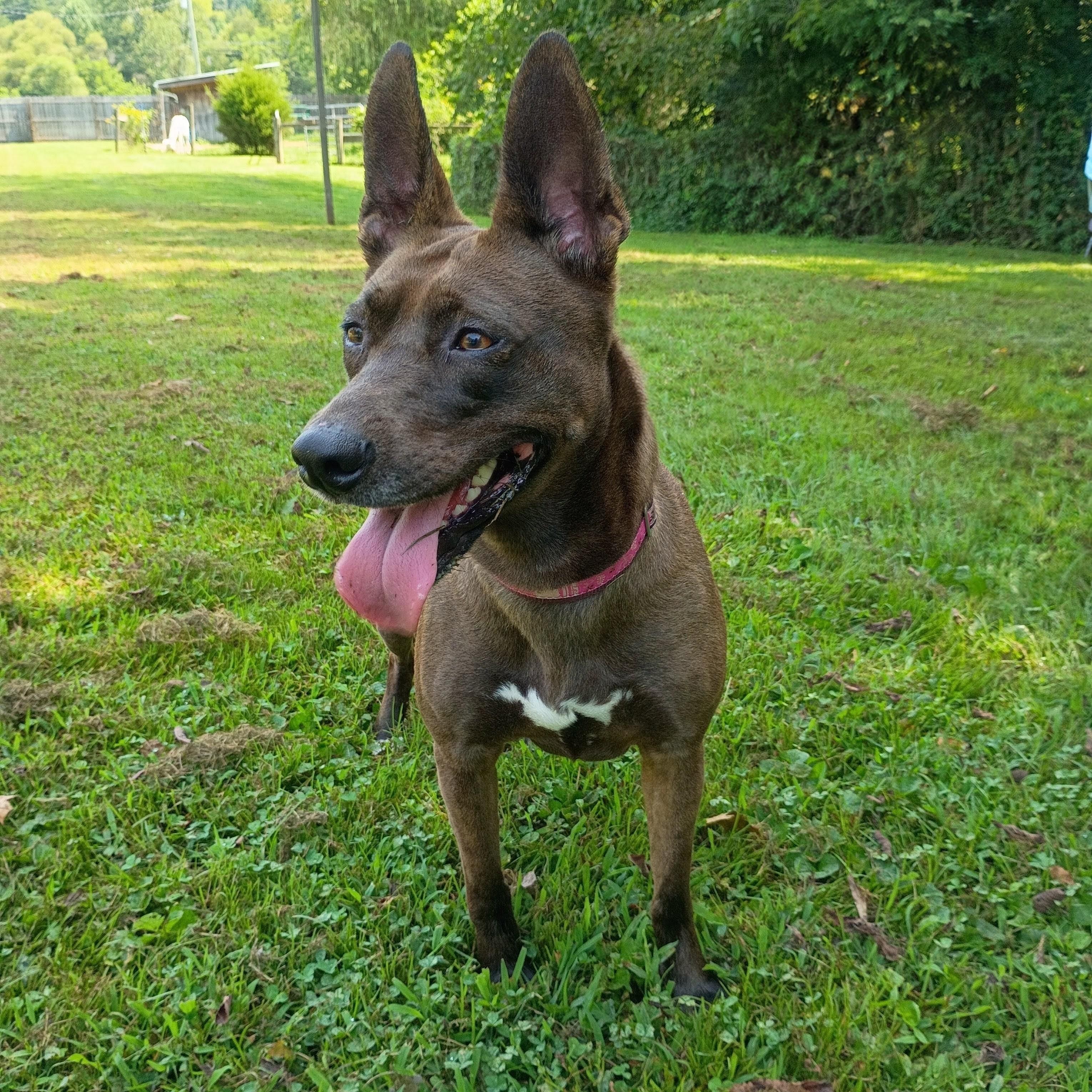 Holly, Adoptable, Adult Female Shepherd & Australian Kelpie.