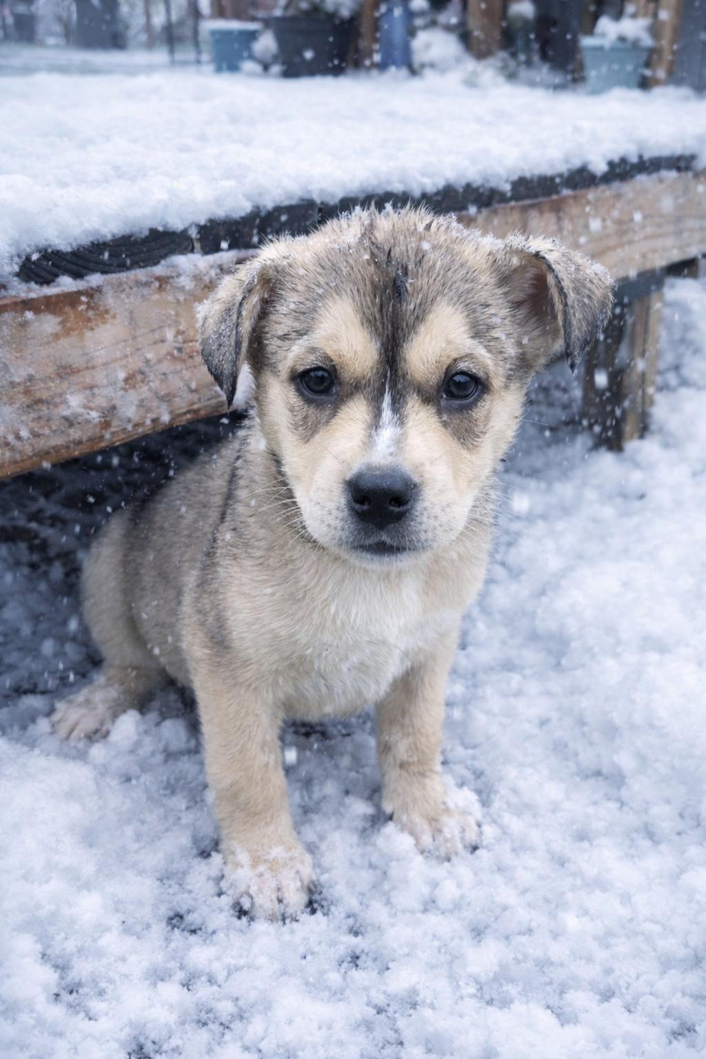Enlarge Fargo, an adopted mixed breed in Penryn, CA image 2/3