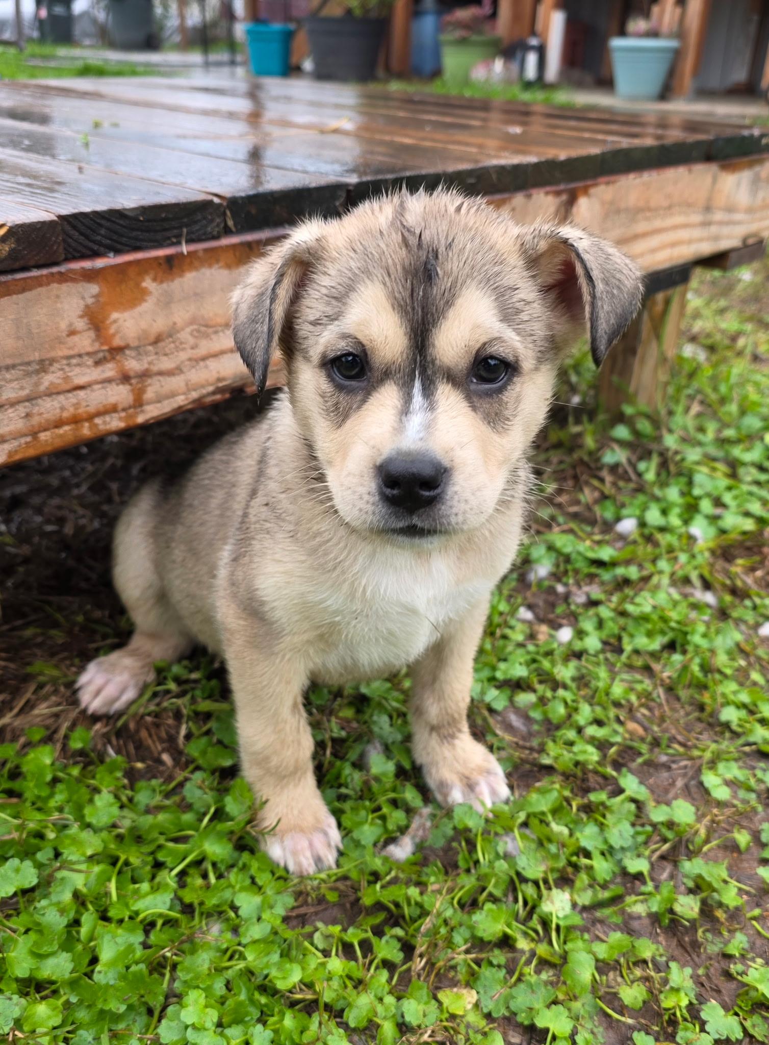 Enlarge Fargo, an adopted mixed breed in Penryn, CA image 1/3