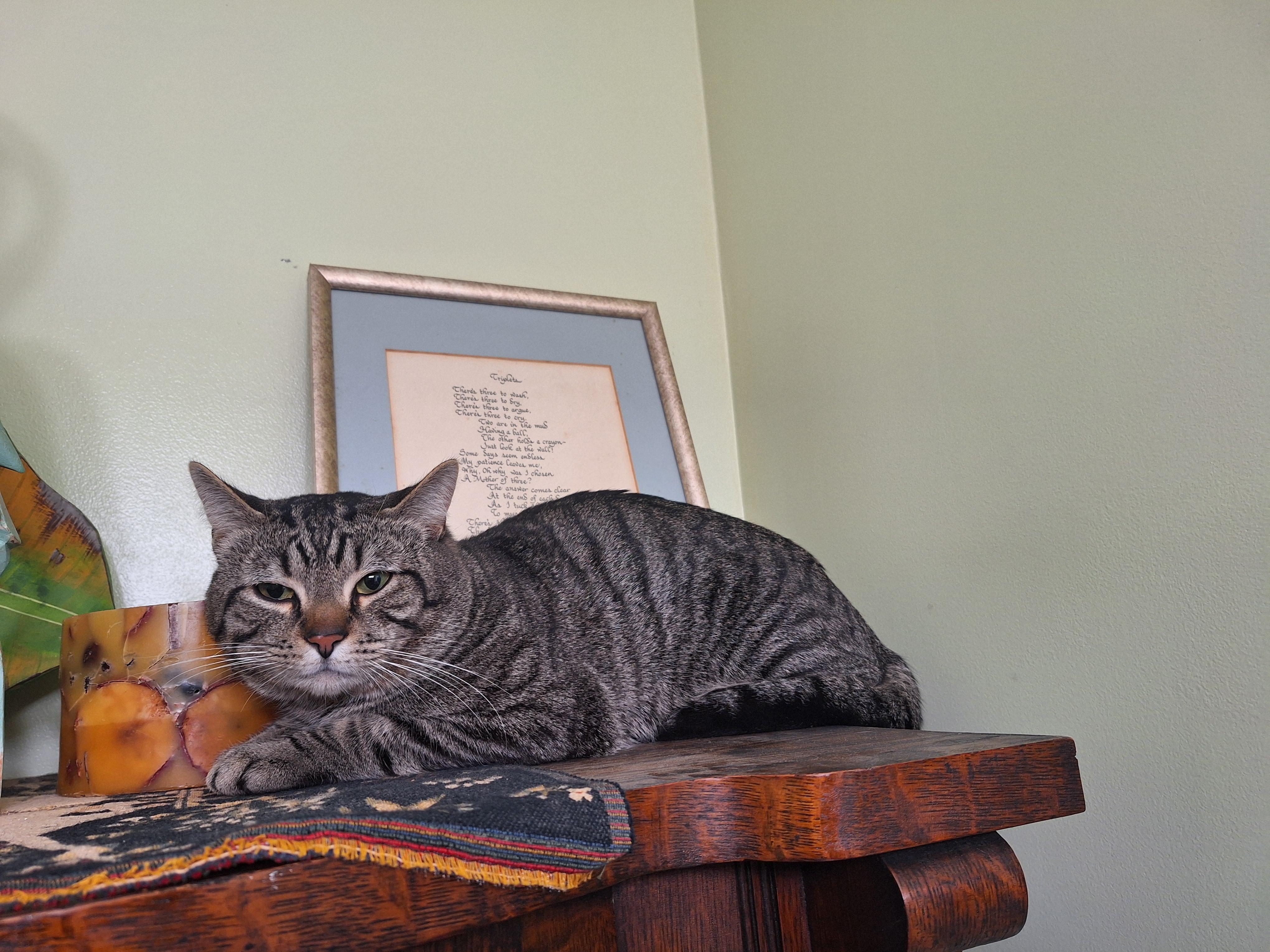 Enlarge Henry, a ADOPTABLE mixed breed in Baltimore, MD image 3/5