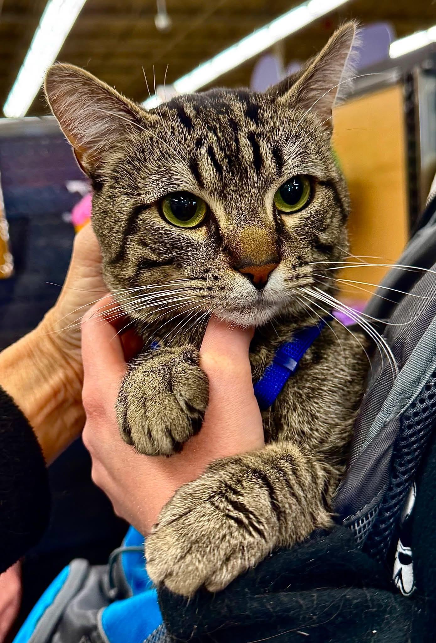 Henry, ADOPTABLE, Young Male Domestic Short Hair & Tabby.
