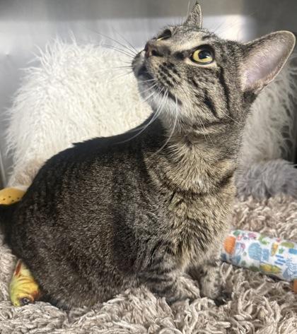 Florence, Adoptable, Senior Female Domestic Short Hair & Domestic Short Hair.