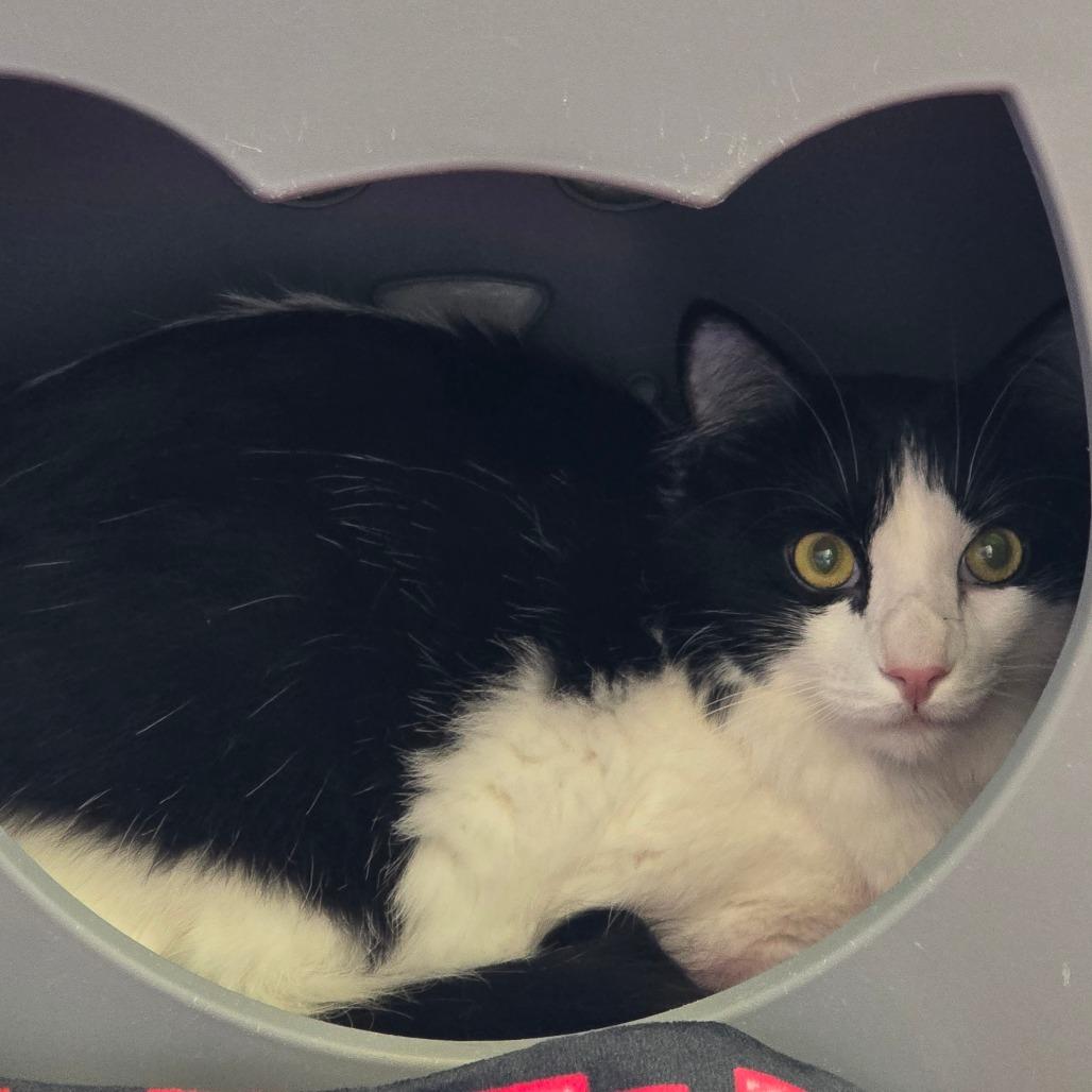 Enlarge Milk, a Adoptable Domestic Medium Hair in Los Angeles, CA image 1/6