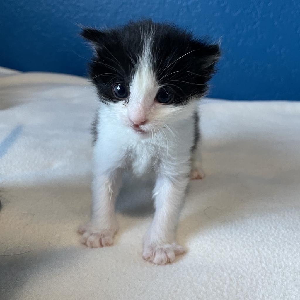 Enlarge Milk, a Adoptable Domestic Medium Hair in Los Angeles, CA image 2/6