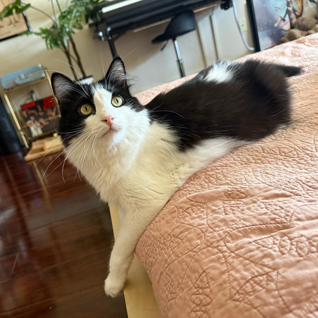 Enlarge Milk, a Adoptable Domestic Medium Hair in Los Angeles, CA image 3/6