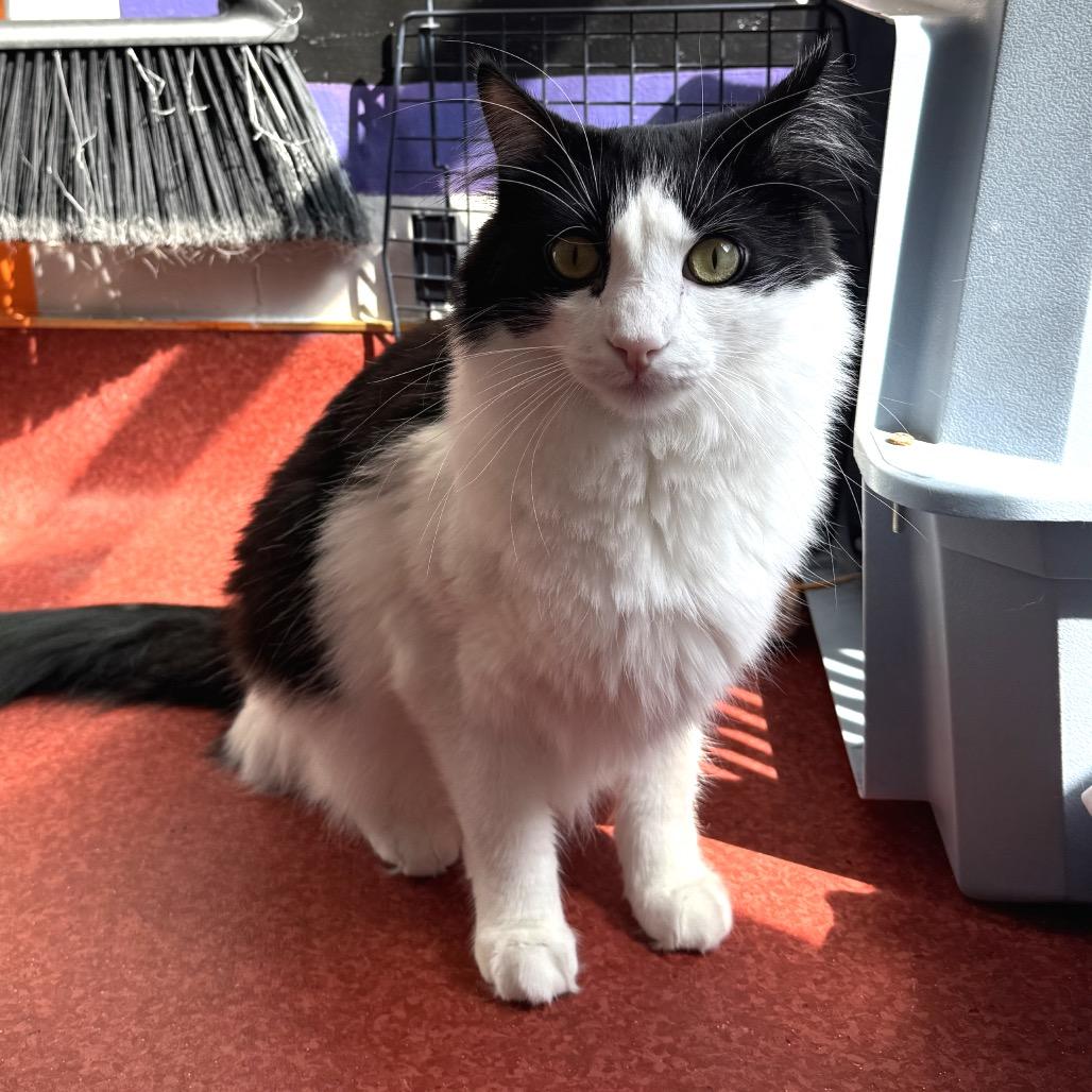 Enlarge Milk, a Adoptable Domestic Medium Hair in Los Angeles, CA image 4/6