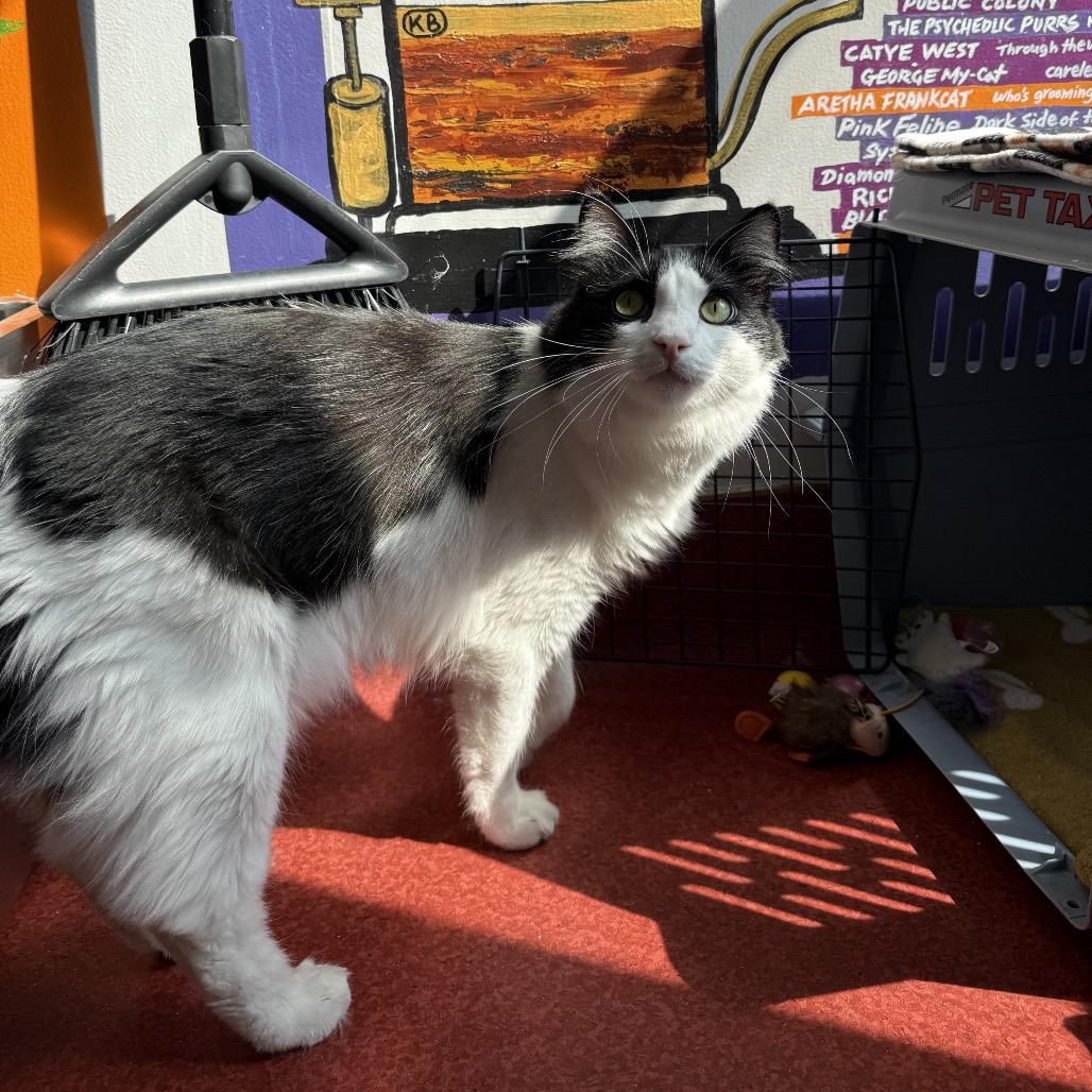 Enlarge Milk, a Adoptable Domestic Medium Hair in Los Angeles, CA image 5/6