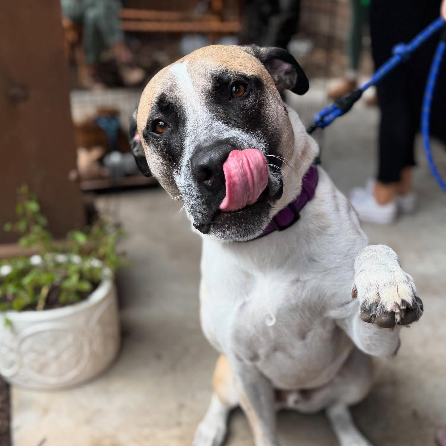 Samson, a Adoptable mixed breed in Buda, TX image 1/2