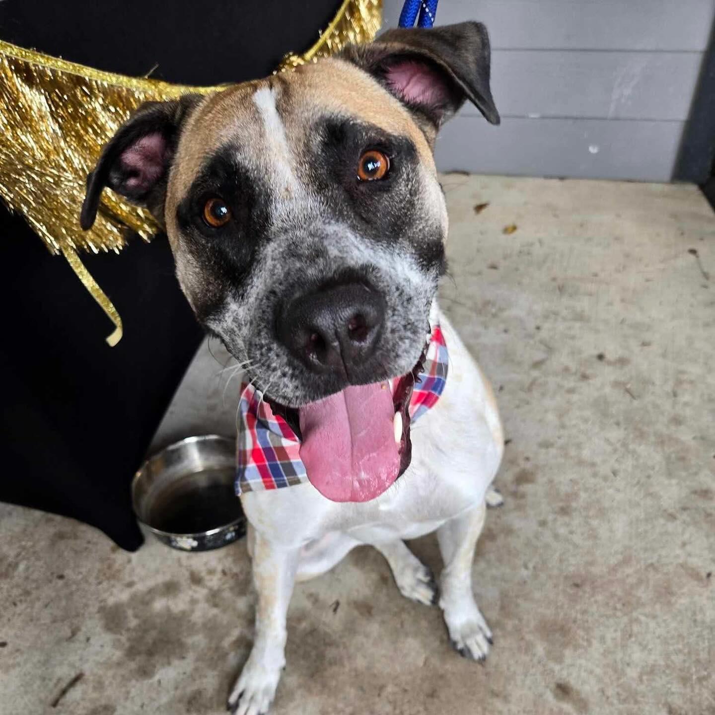 Samson, a Adoptable mixed breed in Buda, TX image 2/2