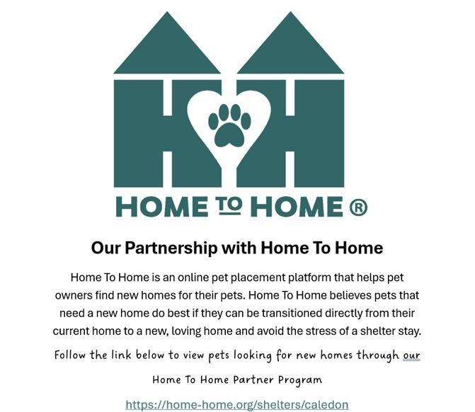 More Pets Looking for Homes on our Home to Home Page, Adoptable, Young Female German Shepherd Dog.