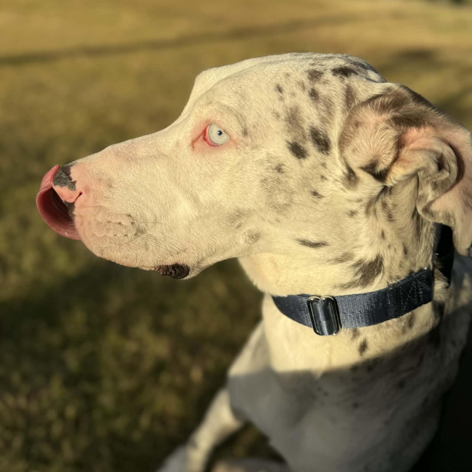 Enlarge Valentine, a Adoptable Great Dane in Mesa, AZ image 3/6